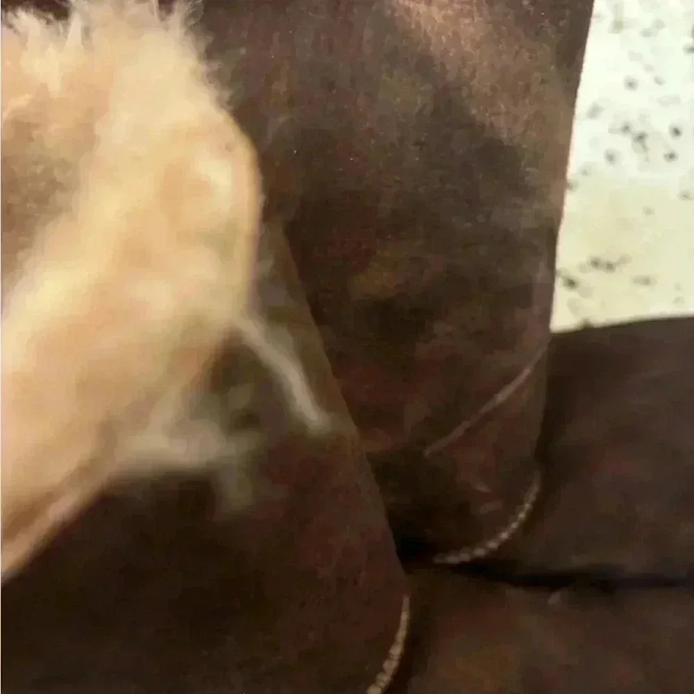 Nash Aviator Shearling Fur‎ Boot Chocolate